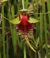 Calochilus grandiflorus