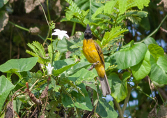 Rubigula flaviventris