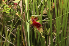 Calochilus grandiflorus