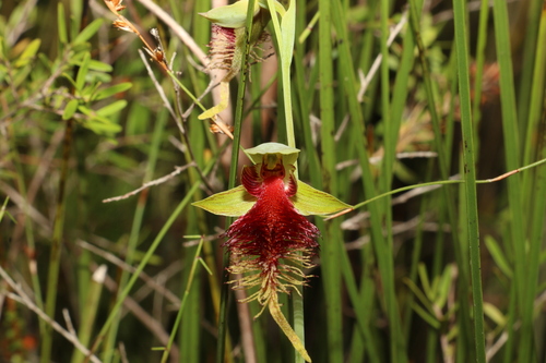 Image of Calochilus grandiflorus by (c) Greg Tasney, some rights reserved (CC BY-SA)