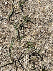 Paspalum distichum