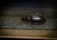 Notagonum