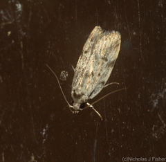 Barea nymphica