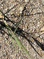 Paspalum distichum