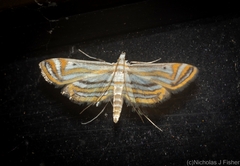 Parapoynx villidalis