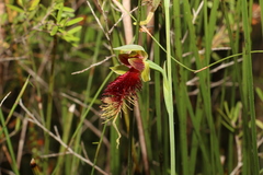 Calochilus grandiflorus