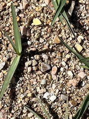 Paspalum distichum