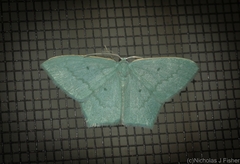 Maxates centrophylla