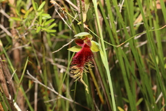 Calochilus grandiflorus
