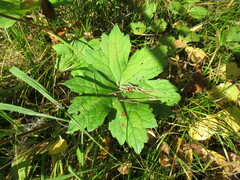 Geranium platyanthum