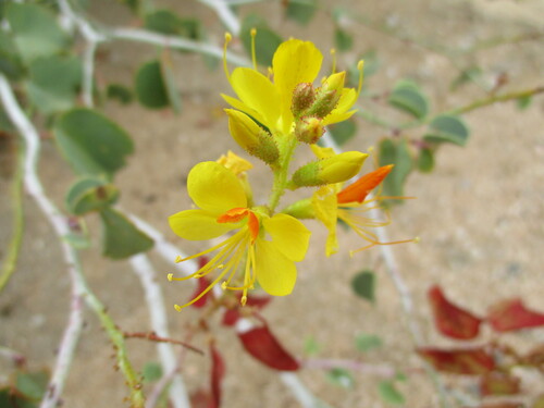 Image of Adenolobus pechuelii by no rights reserved