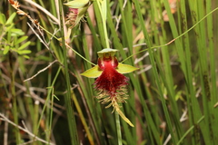 Calochilus grandiflorus
