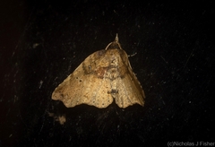 Aroana hemicyclophora