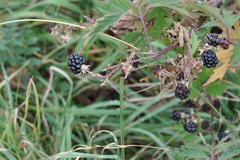Rubus fruticosus
