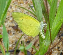 Eurema brigitta