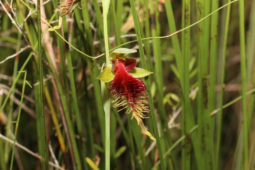 Image of Calochilus grandiflorus by (c) Greg Tasney, some rights reserved (CC BY-SA)