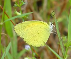 Eurema brigitta
