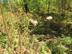 Cirsium serratuloides