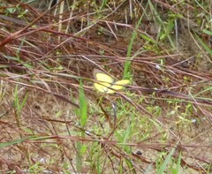 Eurema brigitta