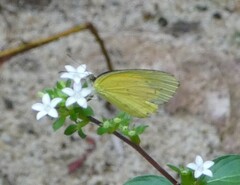 Eurema brigitta