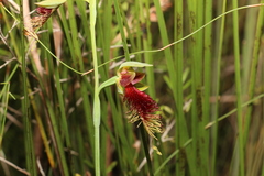 Calochilus grandiflorus