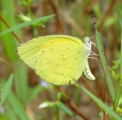 Eurema brigitta
