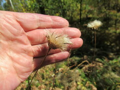 Cirsium serratuloides