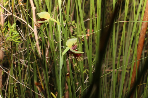 Image of Calochilus grandiflorus by (c) Greg Tasney, some rights reserved (CC BY-SA)