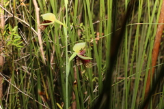 Calochilus grandiflorus