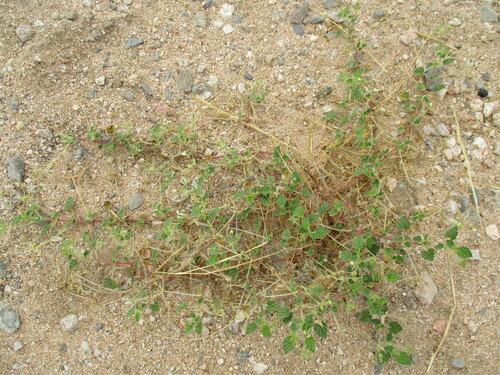 Monsonia umbellata