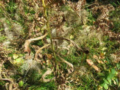 Cirsium serratuloides