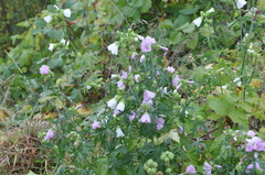 Malva alcea