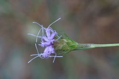 Liatris tenuis