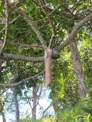 Phonognatha graeffei