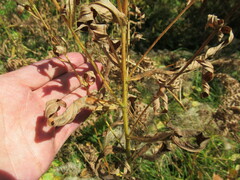 Cirsium serratuloides