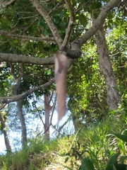 Phonognatha graeffei