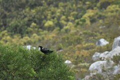 Corvus albicollis