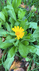 Calendula