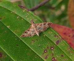 Sameodes cancellalis