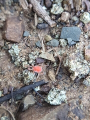 Acariformes