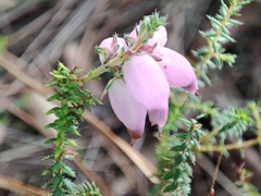 Erica ciliaris
