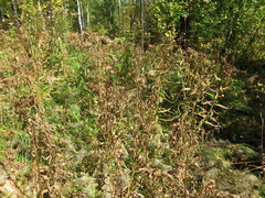 Cirsium serratuloides