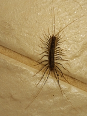Allothereua maculata