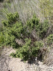 Pimelea serpyllifolia serpyllifolia