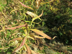 Cirsium serratuloides