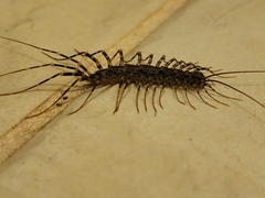 Allothereua maculata