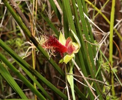 Calochilus grandiflorus