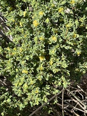 Pimelea serpyllifolia serpyllifolia