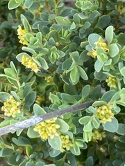 Pimelea serpyllifolia serpyllifolia