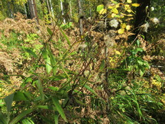 Cirsium serratuloides